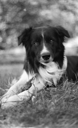 black&white, analog, dog, photo