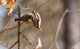 nature, color, digital, bird, photo