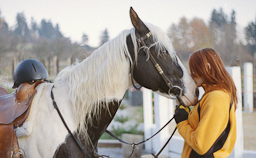 horse, analog, color